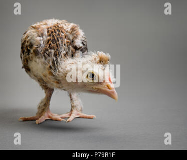 Un adolescent comose chick se tenir sur fond gris, Close up, regardez sur l'appareil photo Banque D'Images