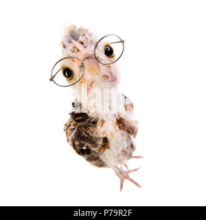 Un adolescent comose chick se tenir sur fond gris, Close up, regardez sur la caméra dans les lunettes Banque D'Images