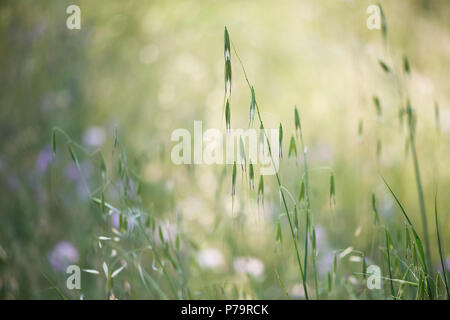L'avoine (Avena) et les lièvres, herbe de queue (Lagurus ovatus), Ile Rousse, Corse, France Banque D'Images
