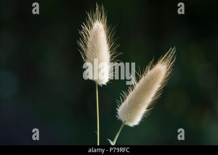Les Lièvres d'herbe (Lagurus ovatus queue), Ile Rousse, Corse, France Banque D'Images
