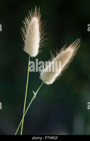 Les Lièvres d'herbe (Lagurus ovatus queue), Ile Rousse, Corse, France Banque D'Images