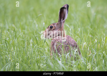 Lièvre d'Europe (Lepus europaeus), est assis dans un pré, de l'Ems, Basse-Saxe, Allemagne Banque D'Images