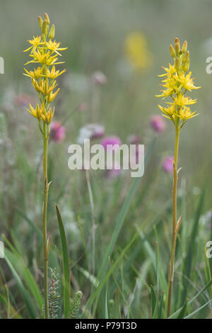 (Narthecium ossifragum Bog Asphodel), de l'Ems, Basse-Saxe, Allemagne Banque D'Images