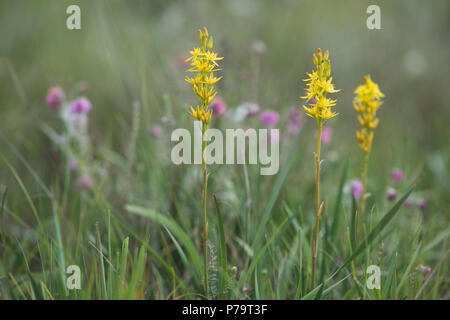 (Narthecium ossifragum Bog Asphodel), de l'Ems, Basse-Saxe, Allemagne Banque D'Images