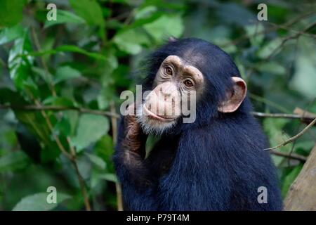 L'Afrique de l'Ouest (pan troglodytes verus) dans la forêt tropicale, jeune animal, animal portrait, Bossou, Nzérékoré région Banque D'Images