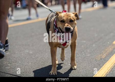 Brown dog bénéficie de la rue à pied tout en célébrant l'Independance Day avec bandana rouge blanc et bleu. Banque D'Images