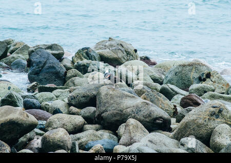 Mouettes perchées sur des rochers au bord de la mer à Lima - Pérou Banque D'Images