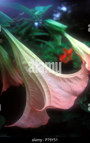 ANGEL'S TROMPETTES (Solanaceae), DATURA BRUGMANSIA 'FROSTY PINK' Banque D'Images