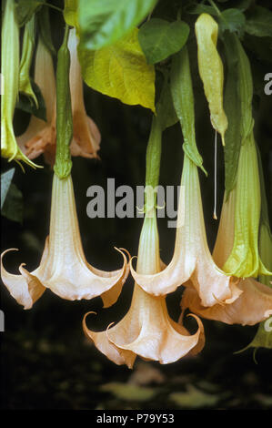 ANGEL'S TROMPETTES (BRUGMANSIA VERSICOLOR) Banque D'Images