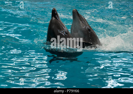 Deux dauphins in close up Banque D'Images