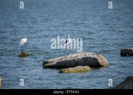 Aile noire dans le lac sur pilotis sur un rocher Banque D'Images