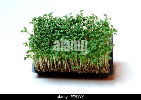Gartenkresse, Lepidium sativum, Kresse-Sprossen Kressesprossen, Banque D'Images