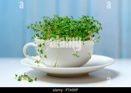 Dans Gartenkresse Kaffeetasse, Lepidium sativum, Kresse-Sprossen Kressesprossen, Banque D'Images