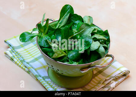 Dans Abtropfsieb Gewoehnlicher Rapuenzchen, Feldsalat, Rap³nzchen, Valerianella locusta Banque D'Images