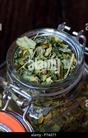 Les feuilles de Moringa séchées, Moringa oleifera Banque D'Images