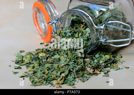 Les feuilles de Moringa séchées, Moringa oleifera Banque D'Images