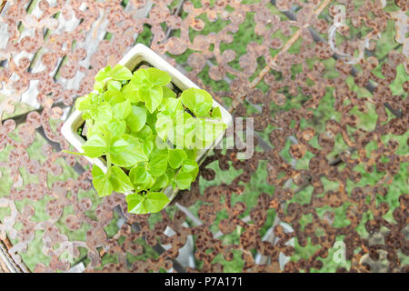 Cache-pots sur la vieille table dans le jardin. Banque D'Images