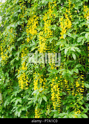 Racèmes pendantes de fleurs jaunes du forme du laburnum écossais. Laburnum alpinum 'Pendule' Banque D'Images