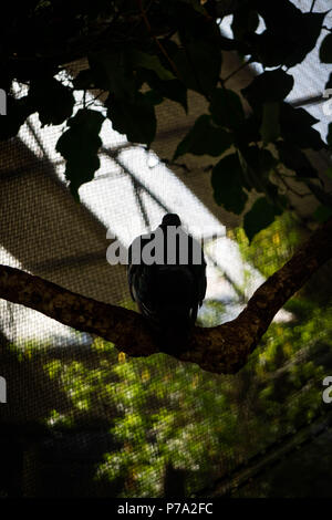 Pigeon en silhouette assise sur une branche. Banque D'Images