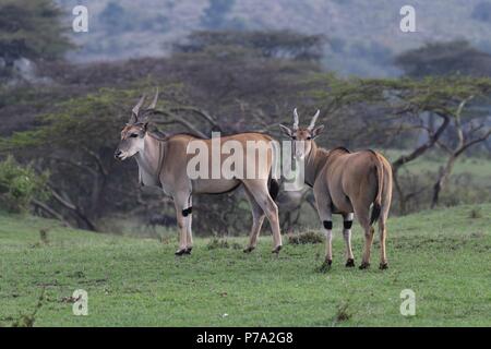 Éland commun (Taurotragus oryx). Motorogi Olare Conservancy, Masai Mara, Kenya, Afrique de l'Est Banque D'Images