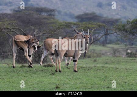 Éland commun (Taurotragus oryx). Motorogi Olare Conservancy, Masai Mara, Kenya, Afrique de l'Est Banque D'Images