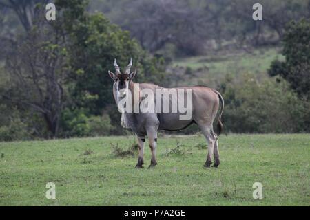 Éland commun (Taurotragus oryx). Motorogi Olare Conservancy, Masai Mara, Kenya, Afrique de l'Est Banque D'Images