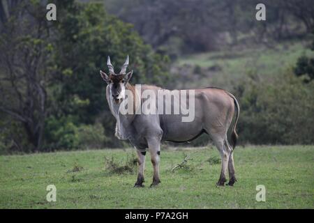 Éland commun (Taurotragus oryx). Motorogi Olare Conservancy, Masai Mara, Kenya, Afrique de l'Est Banque D'Images