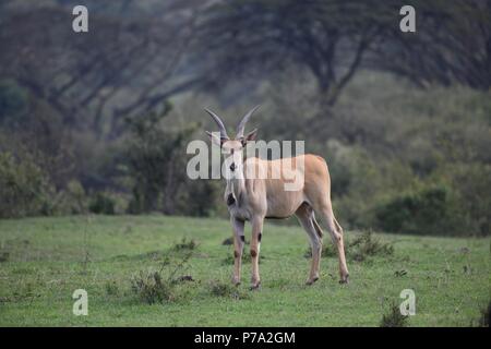 Éland commun (Taurotragus oryx). Motorogi Olare Conservancy, Masai Mara, Kenya, Afrique de l'Est Banque D'Images