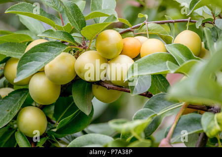 Image de prune jaune doux mûrit sur un arbre dans le jardin Banque D'Images