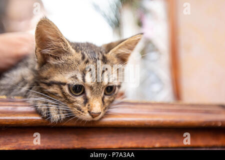 Funny kitty rayé a peur de regarder à la maison Banque D'Images