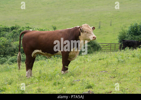 hereford Bull sur le terrain Banque D'Images