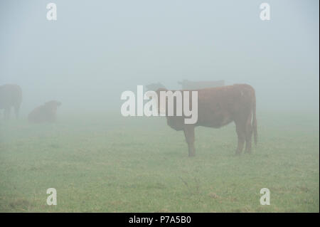 Vaches dans la brume Banque D'Images