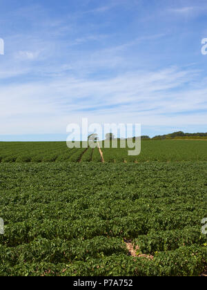 Les jeunes d'une culture de pommes de terre sur des sols crayeux avec bois et de haies dans un champ de hautes terres dans le Yorkshire Wolds en été Banque D'Images