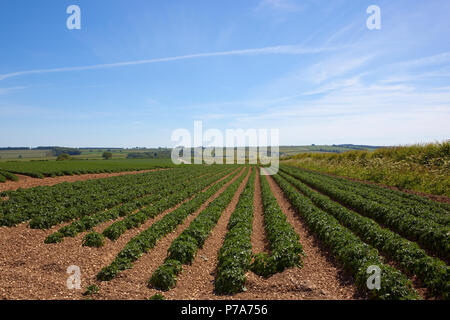 Les jeunes d'une culture de pommes de terre sur sol calcaire avec bois et de haies dans un champ de hautes terres dans le Yorkshire Wolds en été sous un ciel bleu Banque D'Images