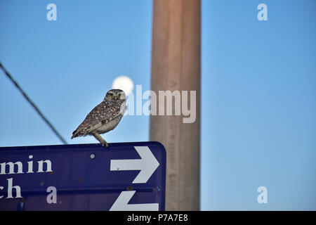 Owl debout sur une plaque de rue avec la lune sur le dos sur un après-midi d'été Banque D'Images