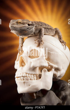 Crâne, barbu, Agama lizard background Banque D'Images