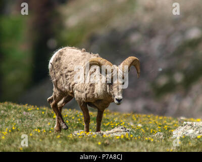 Mouflons Big Horn colorado montana Banque D'Images