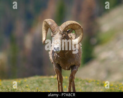 Mouflons Big Horn colorado montana Banque D'Images