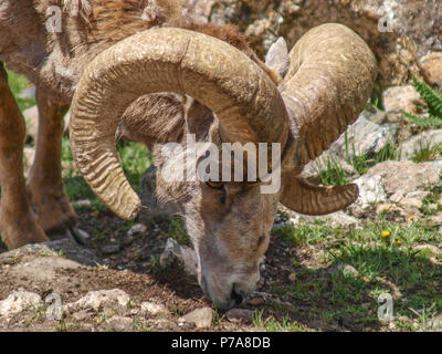 Mouflons Big Horn colorado montana Banque D'Images