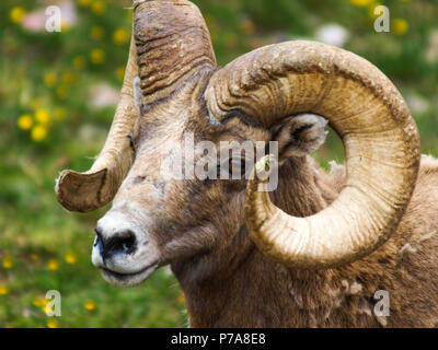 Mouflons Big Horn colorado montana Banque D'Images