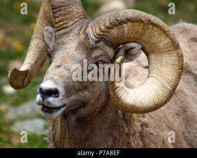 Mouflons Big Horn colorado montana Banque D'Images