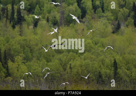 Goélands cendrés (Larus canus) Harceler un pygargue à tête blanche (Haliaeetus leucocephalus) pour chasser loin de leur site de ponte. Banque D'Images