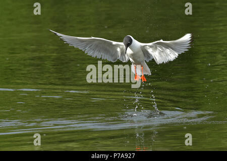 Une Mouette de Bonaparte (Chroicocephalus philadelphia) saute dans les eaux du lac Wasilla tel qu'il plonge pour une collation de petits poissons. Banque D'Images