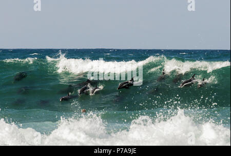 Pod de dauphins à surfer sur une vague en Jeffreys Bay, Afrique du Sud Banque D'Images