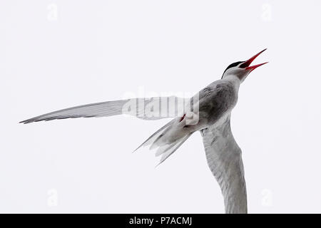 Tuesley ferme, Godalming. 05 juillet 2018. Misty un début à la journée pour les Home Counties. Les sternes arctiques défendant leur nid à Tuesley Farm à Godalming, Surrey. Credit : james jagger/Alamy Live News Banque D'Images