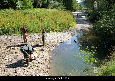 Teme River, près de Bucknell, Herefordshire UK - Jeudi 5 juillet 2018 - Le personnel de l'Agence de l'environnement poissons piégés de sauvetage à partir de petits bassins le long du lit d'une rivière asséchée de la rivière Teme près de Bucknell en utilisant l'électricité - la rivière teme a séché jusqu'ici après une longue vague de sécheresse de l'été ici et plus en amont à la mi au Pays de Galles. La récupération des poissons seront relâchés dans la plus en aval. La météo continue d'être pour plus de temps chaud et sec et pas de pluie prévue. Crédit : Steven Mai/Alamy Live News Banque D'Images