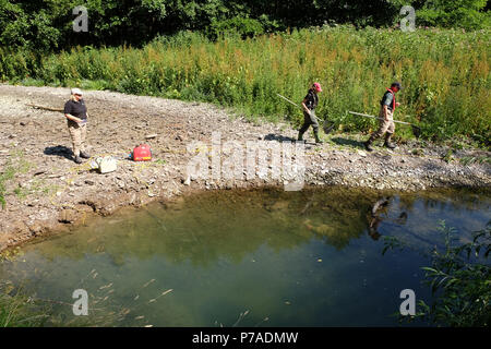 Teme River, près de Bucknell, Herefordshire UK - Jeudi 5 juillet 2018 - Le personnel de l'Agence de l'environnement poissons piégés de sauvetage à partir de petits bassins le long du lit d'une rivière asséchée de la rivière Teme près de Bucknell en utilisant l'électricité - la rivière teme a séché jusqu'ici après une longue vague de sécheresse de l'été ici et plus en amont à la mi au Pays de Galles. La récupération des poissons seront relâchés dans la plus en aval. La météo continue d'être pour plus de temps chaud et sec et pas de pluie prévue. Crédit : Steven Mai/Alamy Live News Banque D'Images