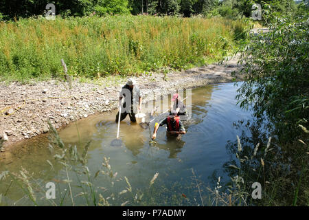 Teme River, près de Bucknell, Herefordshire UK - Jeudi 5 juillet 2018 - Le personnel de l'Agence de l'environnement poissons piégés de sauvetage à partir de petits bassins le long du lit d'une rivière asséchée de la rivière Teme près de Bucknell en utilisant l'électricité - la rivière teme a séché jusqu'ici après une longue vague de sécheresse de l'été ici et plus en amont à la mi au Pays de Galles. La récupération des poissons seront relâchés dans la plus en aval. La météo continue d'être pour plus de temps chaud et sec et pas de pluie prévue. Crédit : Steven Mai/Alamy Live News Banque D'Images