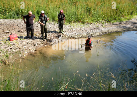 Teme River, près de Bucknell, Herefordshire UK - Jeudi 5 juillet 2018 - Le personnel de l'Agence de l'environnement poissons piégés de sauvetage à partir de petits bassins le long du lit d'une rivière asséchée de la rivière Teme près de Bucknell en utilisant l'électricité - la rivière teme a séché jusqu'ici après une longue vague de sécheresse de l'été ici et plus en amont à la mi au Pays de Galles. La récupération des poissons seront relâchés dans la plus en aval. La météo continue d'être pour plus de temps chaud et sec et pas de pluie prévue. Crédit : Steven Mai/Alamy Live News Banque D'Images