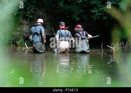 Teme River, près de Bucknell, Herefordshire UK - Jeudi 5 juillet 2018 - Le personnel de l'Agence de l'environnement poissons piégés de sauvetage à partir de petits bassins le long du lit d'une rivière asséchée de la rivière Teme en utilisant l'électricité - la rivière teme a séché jusqu'ici après une longue vague de sécheresse de l'été ici et plus en amont à la mi au Pays de Galles. La récupération des poissons seront relâchés dans la plus en aval. - Steven Mai / Alamy Live News Banque D'Images